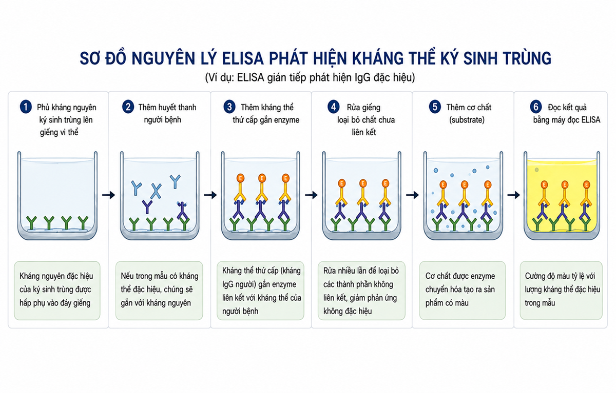 Kỹ thuật Elisa trong xác định kháng thể ký sinh trùng - Vai trò trong chẩn đoán và theo dõi bệnh ký sinh trùng
